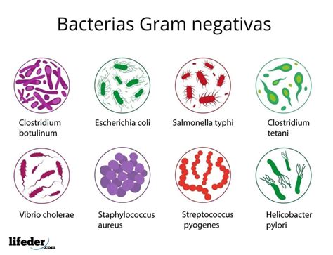 bacterias gram negativas